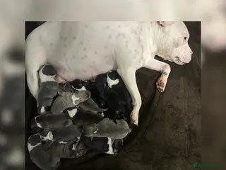 Staffordshire Bull Terrier dogs Staffordshire bull terrier puppies - Advert 2