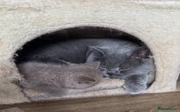 British Shorthair cats for sale: ✨Beautiful British Shorthair Kittens Ready now✨ - Image 11