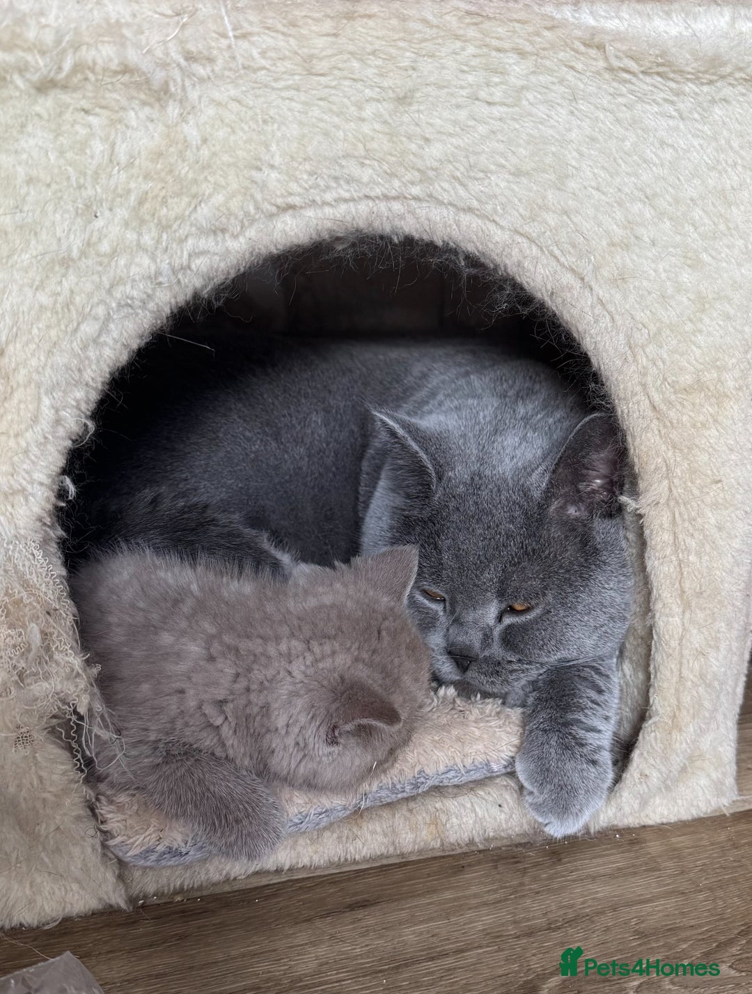 British Shorthair cats for sale: ✨Beautiful British Shorthair Kittens Ready now✨ - Image 11