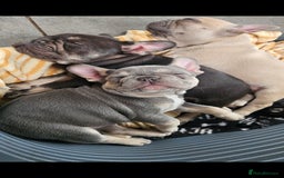 French Bulldog dogs for sale: READY FOR NEW HOME french bulldogs🩷🩷🩵 - Image 4