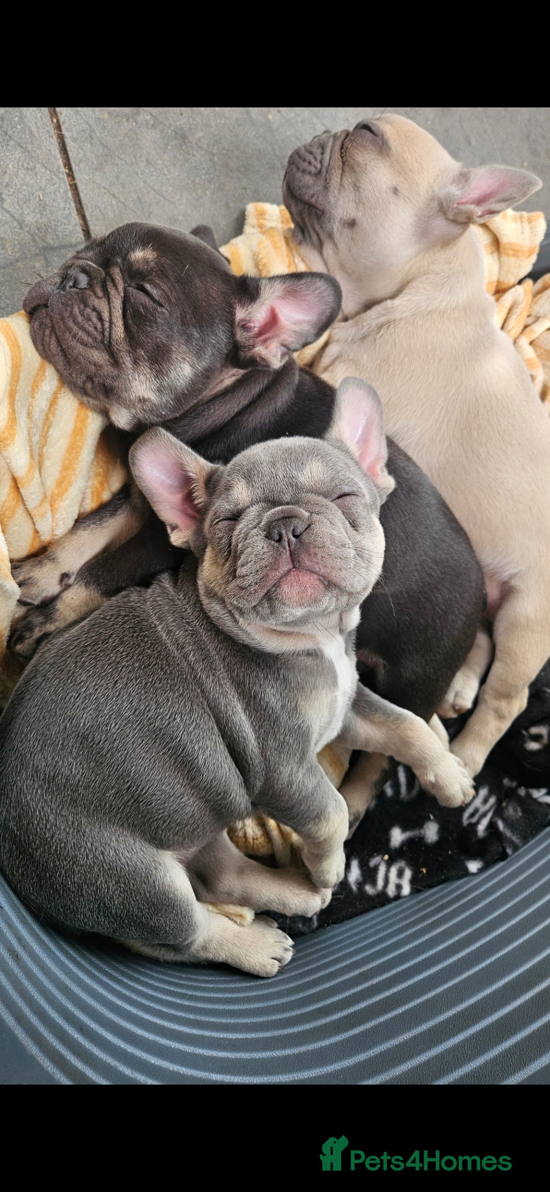 French Bulldog dogs for sale: READY FOR NEW HOME french bulldogs🩷🩷🩵 - Image 4
