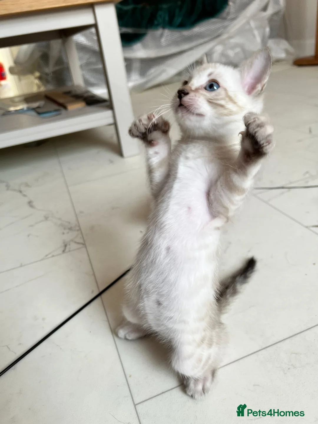 Bengal cats for sale: Brown Bengal Boy (last one) - Advert 2