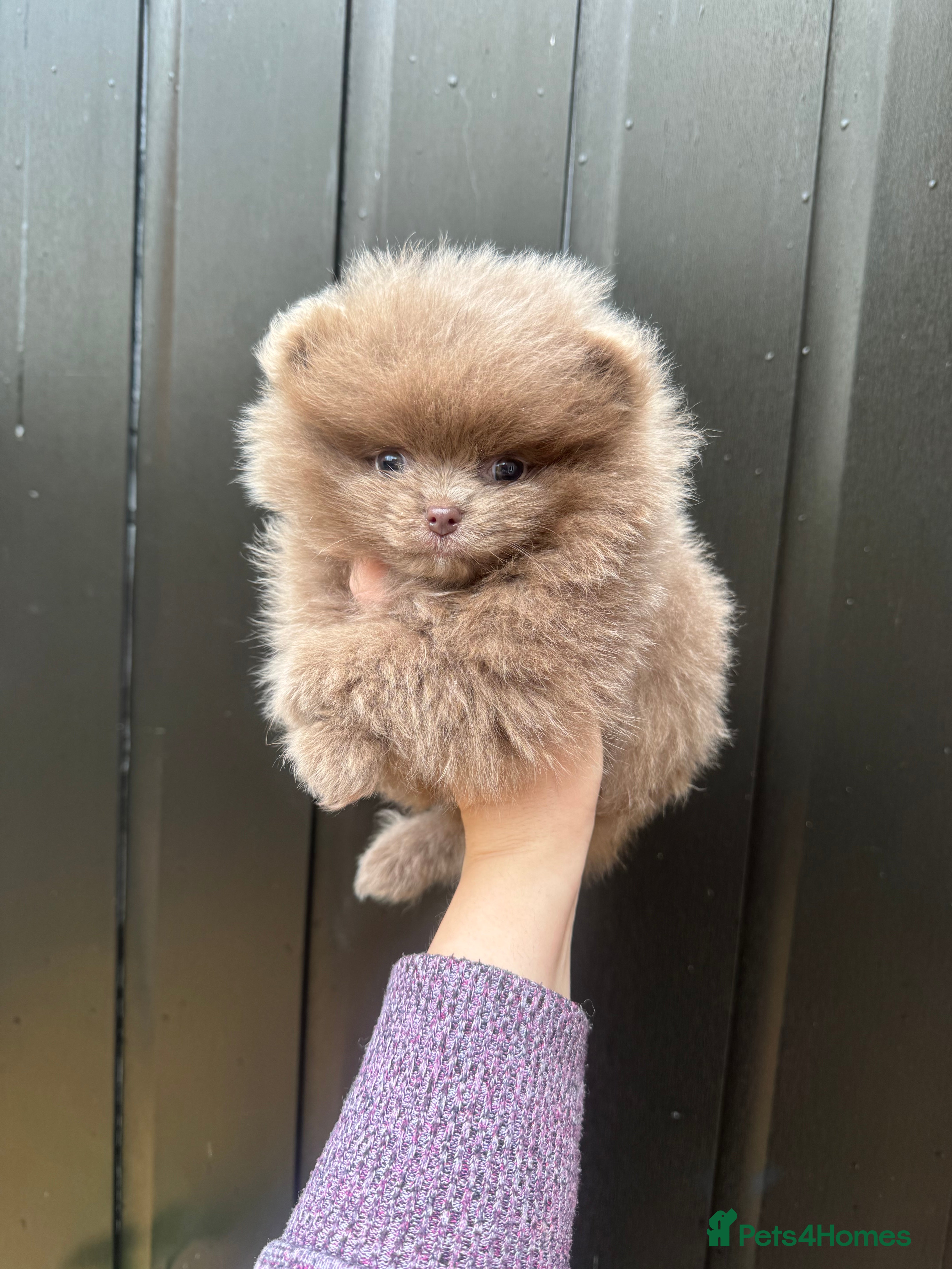 Pomeranian dogs Only the lilac girl left - Advert 2