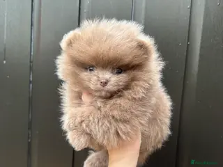 Pomeranian dogs Only the lilac girl left - Advert 2