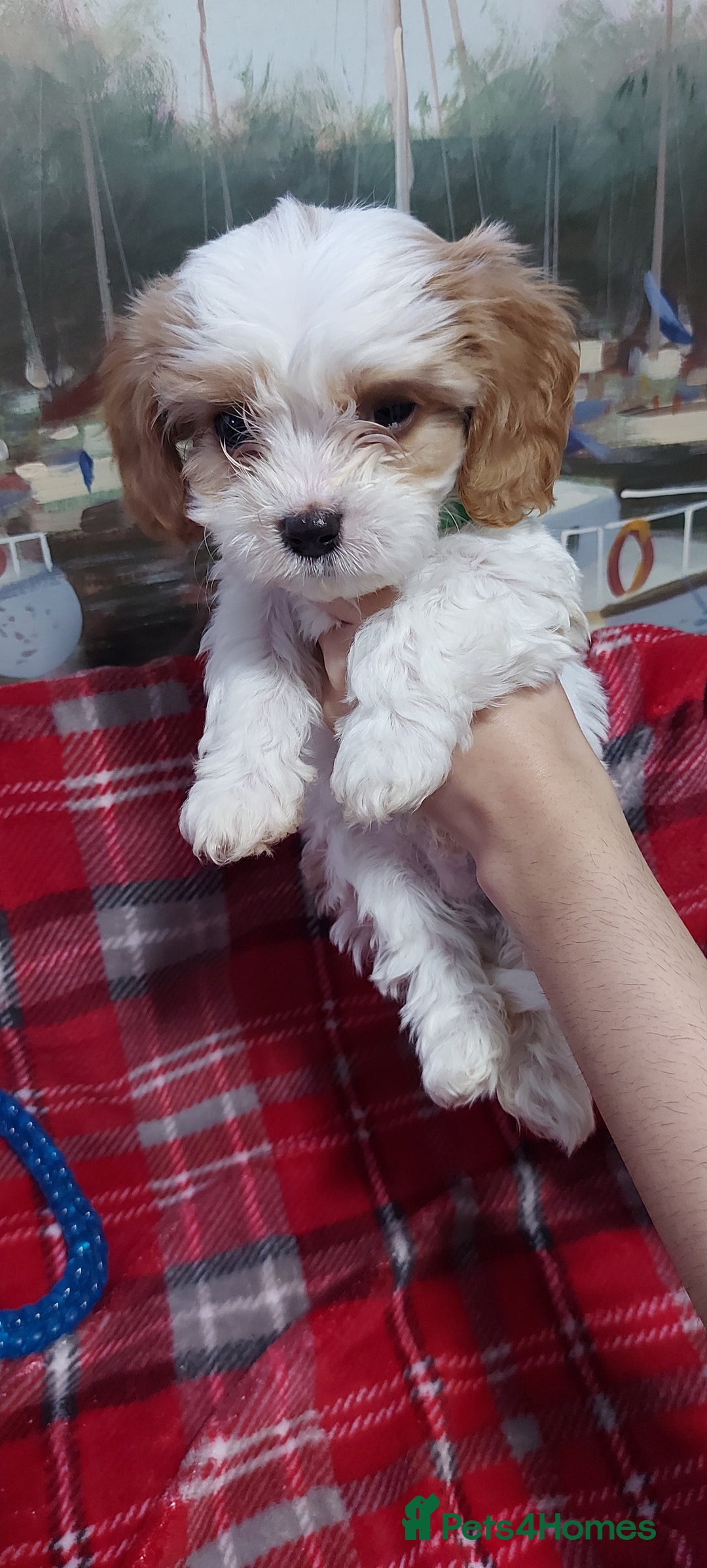 Cavachon dogs for sale: 6 beautiful cavachon puppies for sale - Advert 13