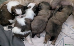 Shih Tzu dogs for sale: 4 beautiful shih tzu puppies 2 female 2 male - Image 8