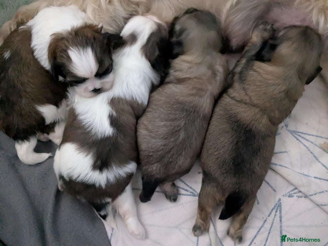 Shih Tzu dogs for sale: 4 beautiful shih tzu puppies 2 female 2 male - Image 8