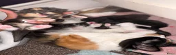Mixed Breed cats for sale: Kittens ready in october - Advert 16