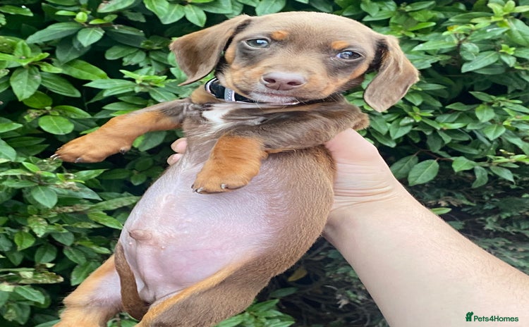 Dachshund dogs - Advert 4