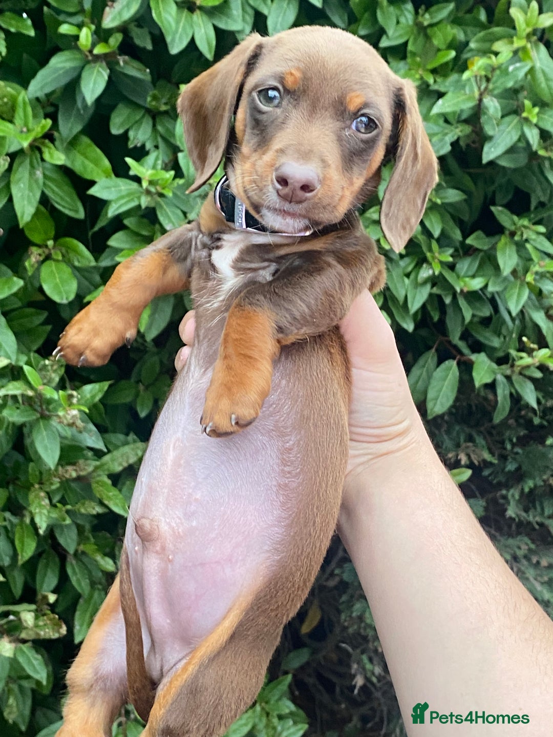 Dachshund dogs for sale: Last one left six weeks old - Image 1