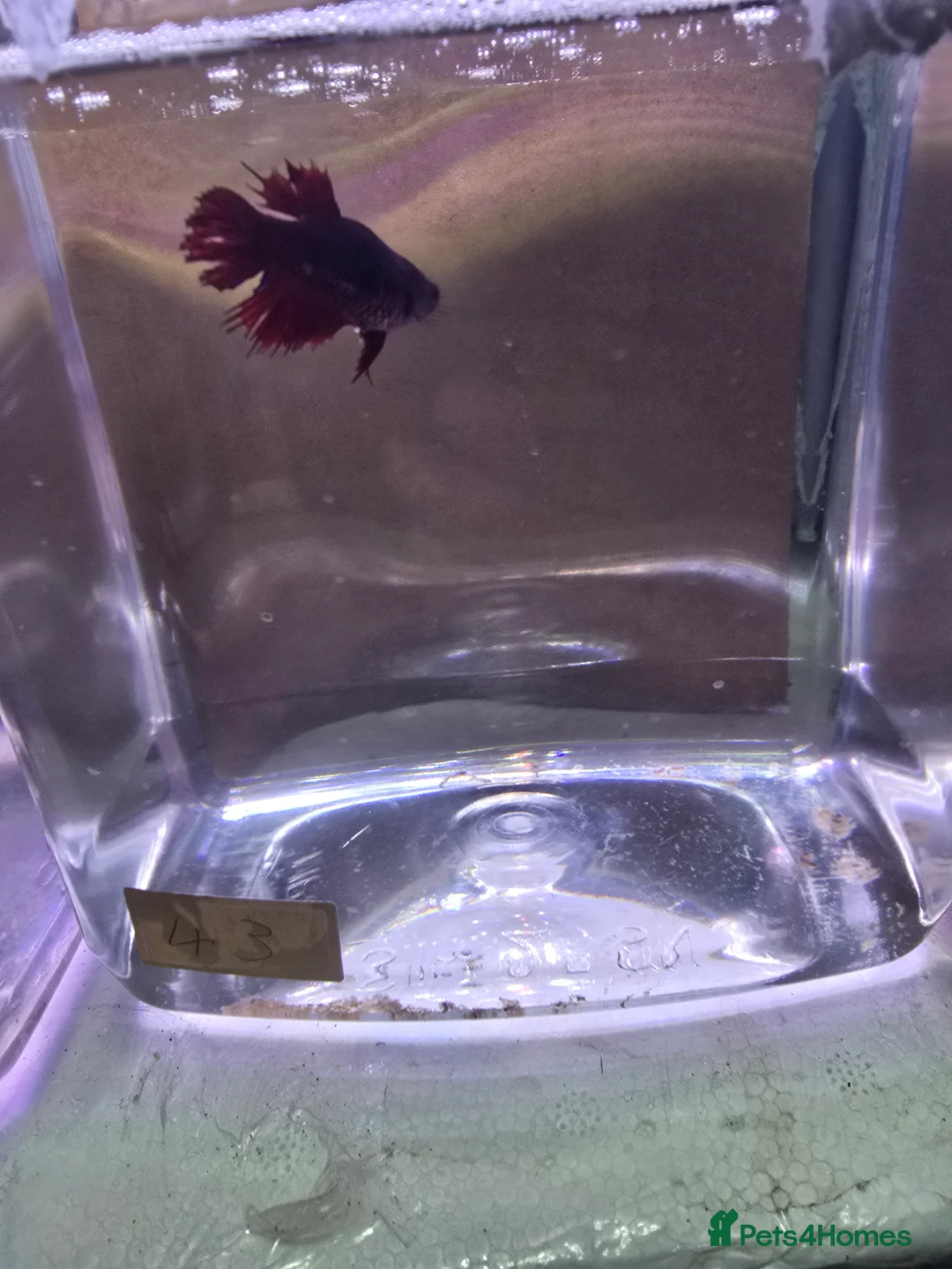 Bettas fish for sale: Betta fish - Advert 4