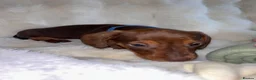Dachshund dogs for sale: Mini Dachshund  in Bridgend - Advert 9
