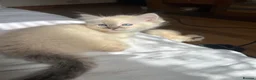 Ragdoll cats for sale: Stunning ragdoll kittens - Advert 7