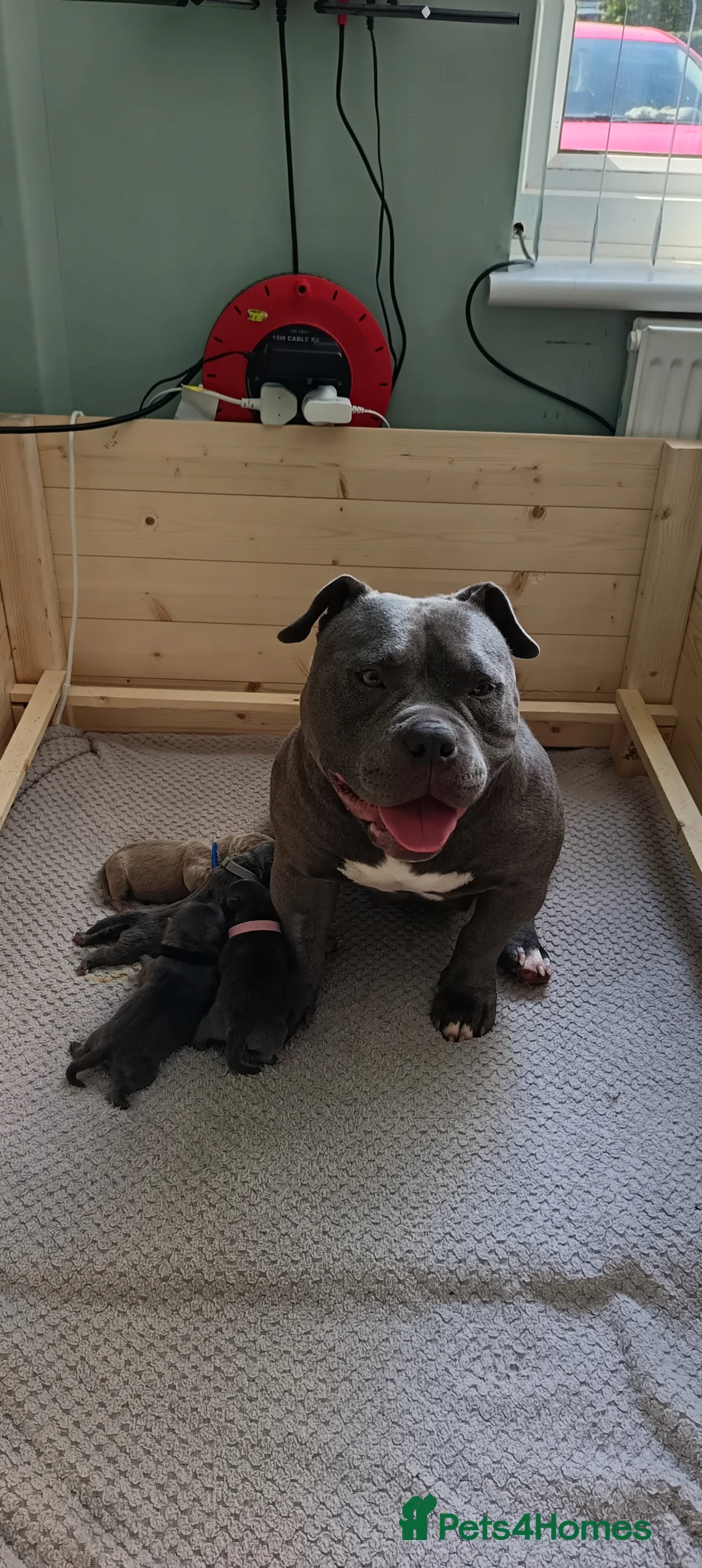 American Bully dogs for sale: Pocket Bully in Manchester - Advert 2