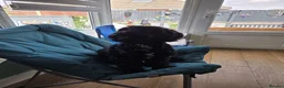 Cockapoo dogs for sale: Miss karen fitton  in Morecambe - Advert 3