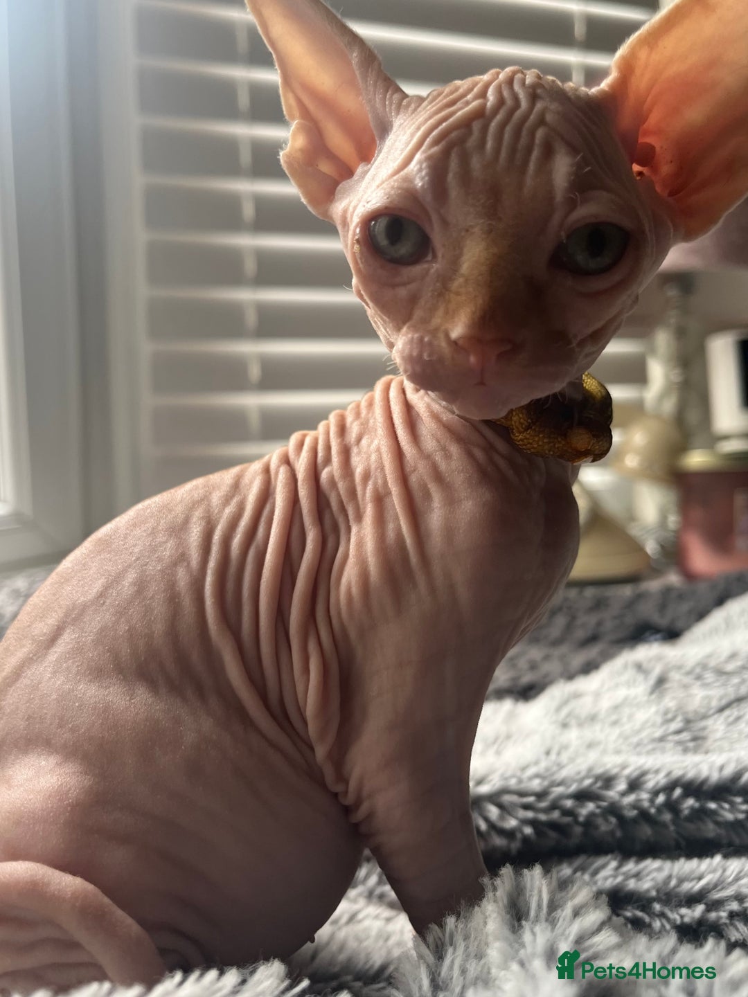 Sphynx cats for sale: August ready kitty’s in need of loving homes - Image 18