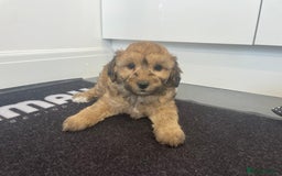 Cavapoochon dogs for sale: Beautiful Cavapoochon puppies for sale  - Image 22
