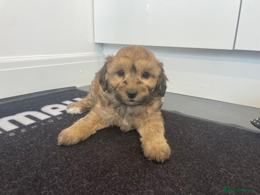 Cavapoochon dogs for sale: Beautiful Cavapoochon puppies for sale  - Image 22
