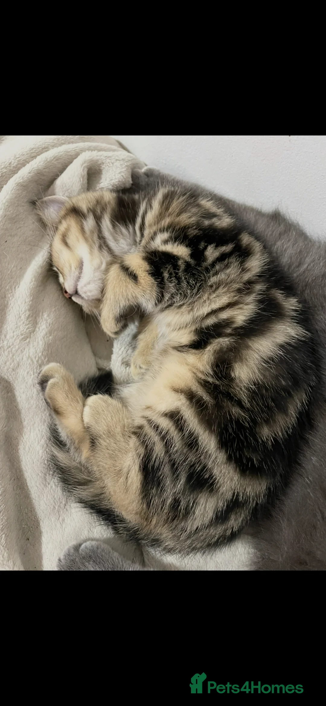 British Shorthair cats for sale: Beautiful British shorthair pedigree kittens - Advert 1