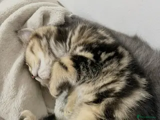 British Shorthair cats Beautiful British shorthair pedigree kittens - Advert 2