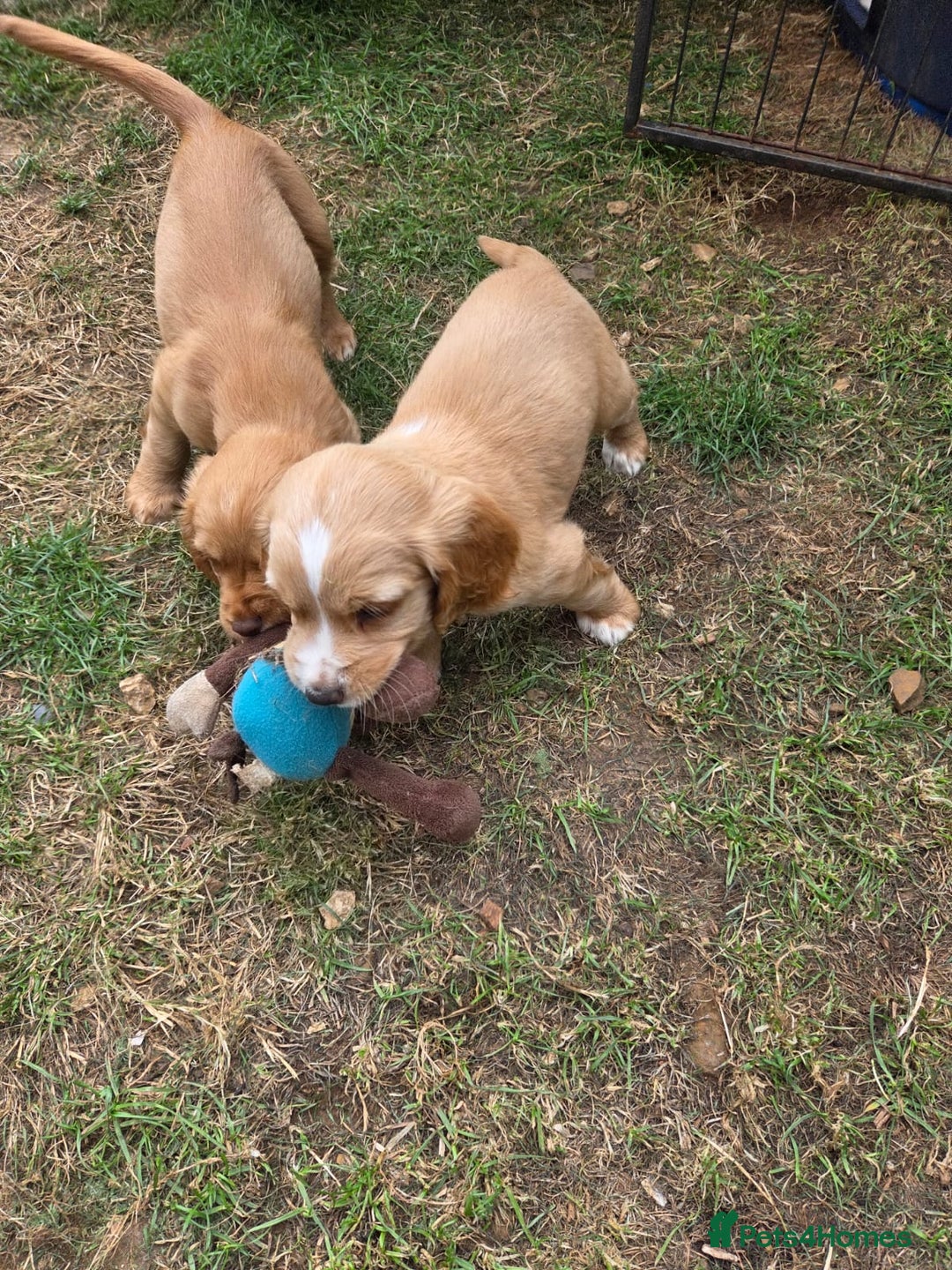 Cocker Spaniel dogs for sale: Red Cocker Spaniel puppies for sale - Image 7