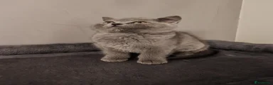 British Shorthair 5