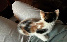 British Shorthair cats for sale: 8 weeks old FEMALE kitten - Image 5