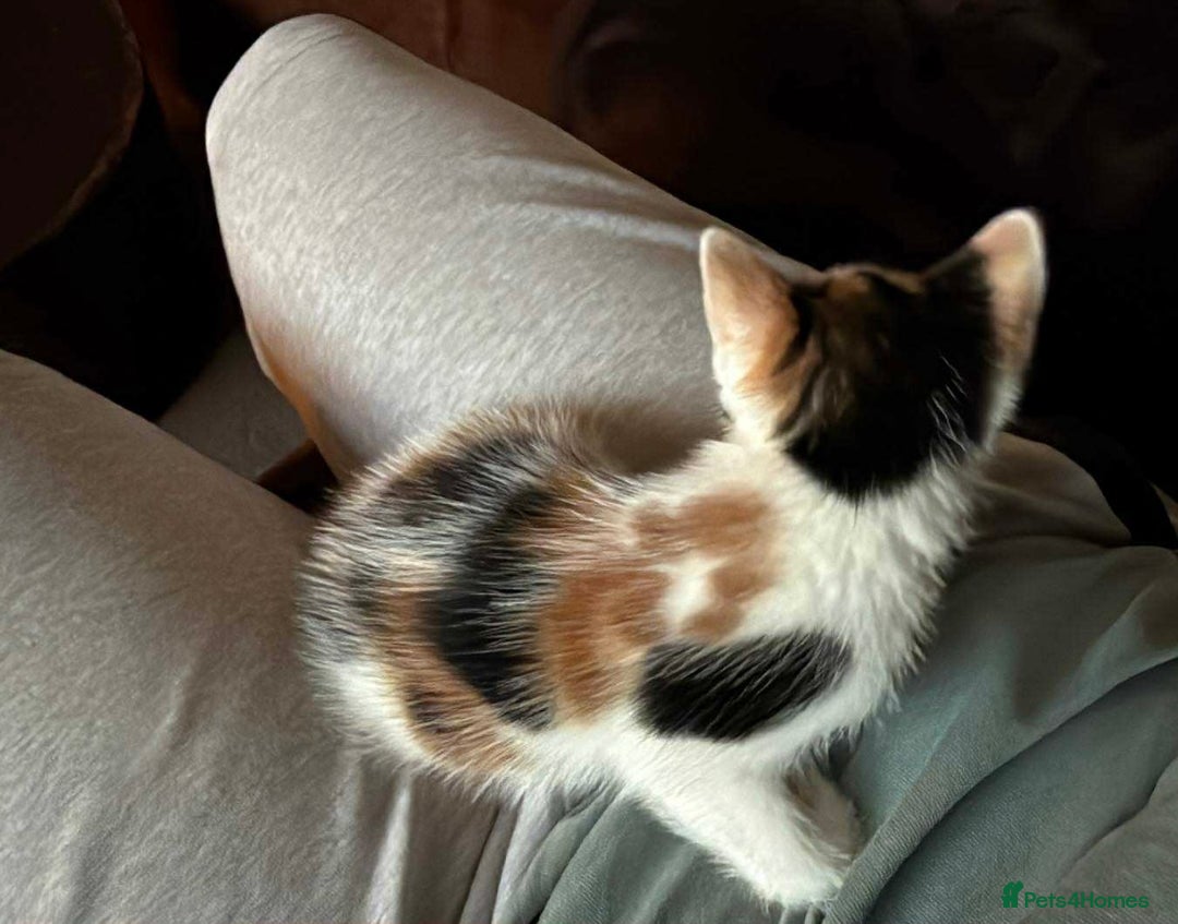 British Shorthair cats for sale: 8 weeks old FEMALE kitten - Image 5