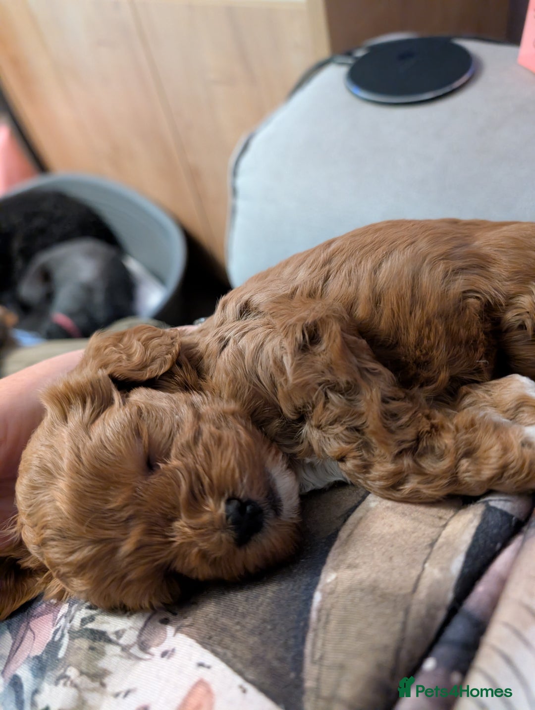 Lhasapoo dogs for sale: Female Lhasapoo for sale - Advert 2