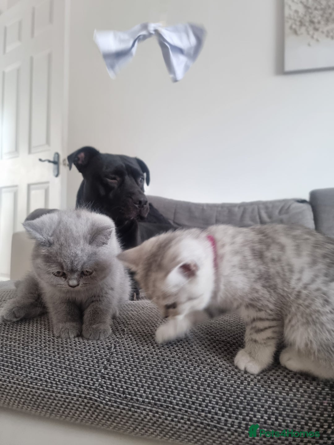 British Shorthair cats for sale: TOP💗 Quality British Shorthair 😻Kittens💋 - Image 32