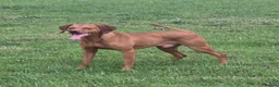 Hungarian Vizsla dogs for sale: 5 Year Old Hungarian Vizsla  - Advert 3