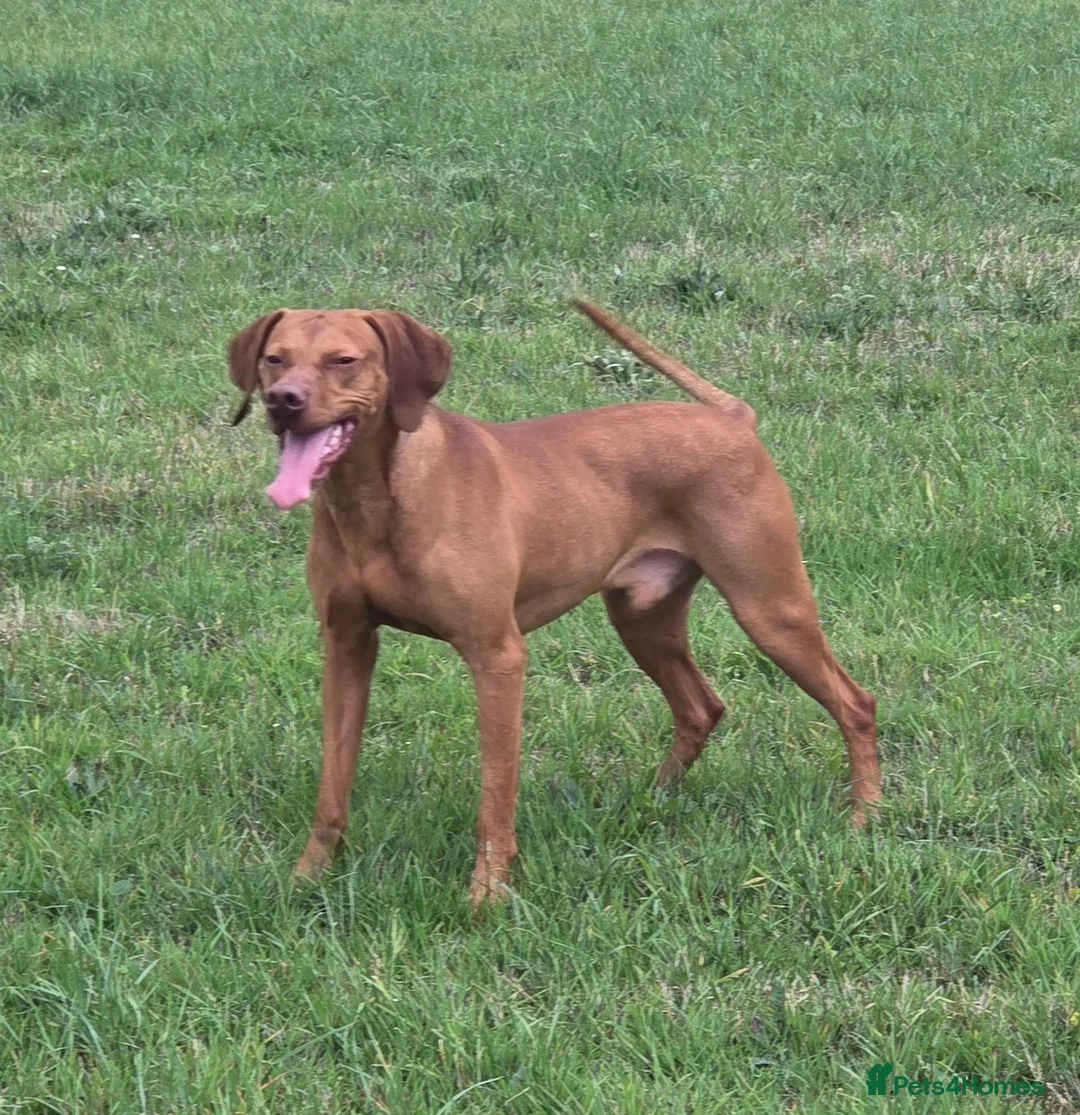 Hungarian Vizsla dogs for sale: 5 Year Old Hungarian Vizsla  - Advert 3