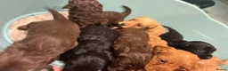 Cockapoo dogs for sale: Gorgeous cockatoo puppies  - Advert 14
