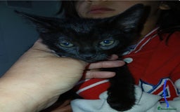 Ragdoll cats for sale: Ragdoll Cross kitten - Image 3