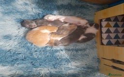 Ragcoon cats for sale: Stunning, and chunky ragcoons  - Image 26