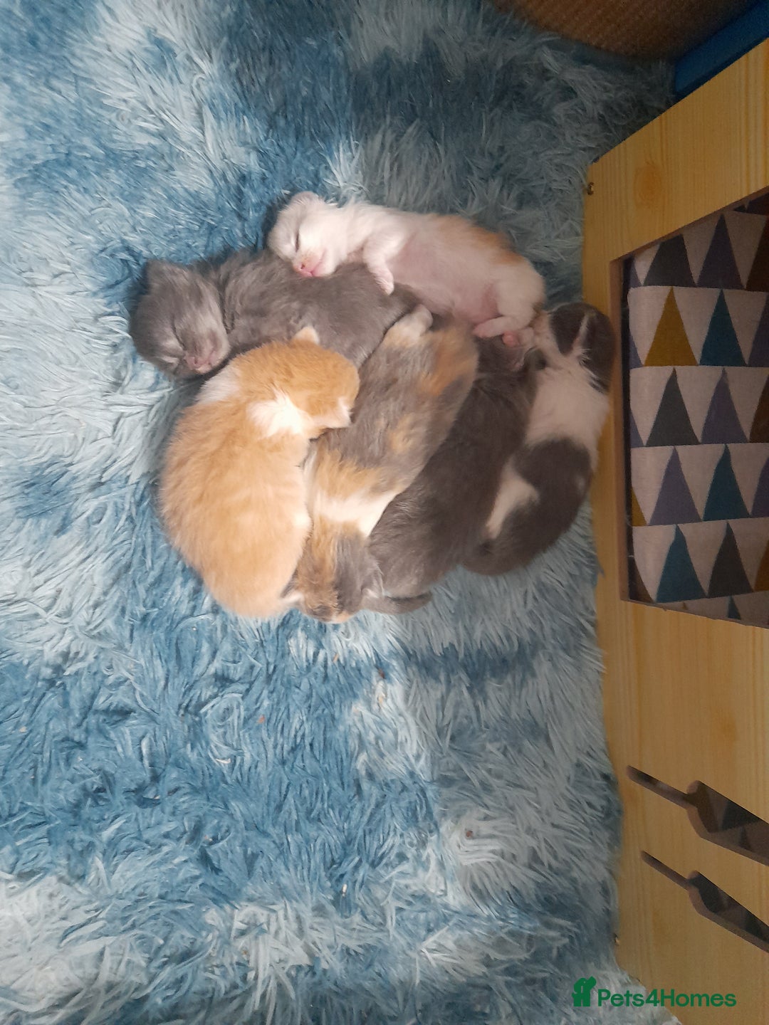 Ragcoon cats for sale: Stunning, and chunky ragcoons  - Image 26