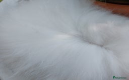Angora rabbits for sale: STUNNING TEDDYDWERG BABIES  - Image 11