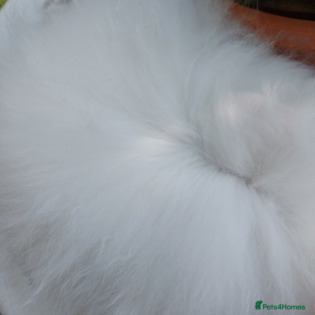 Angora rabbits for sale: STUNNING TEDDYDWERG BABIES  - Image 11