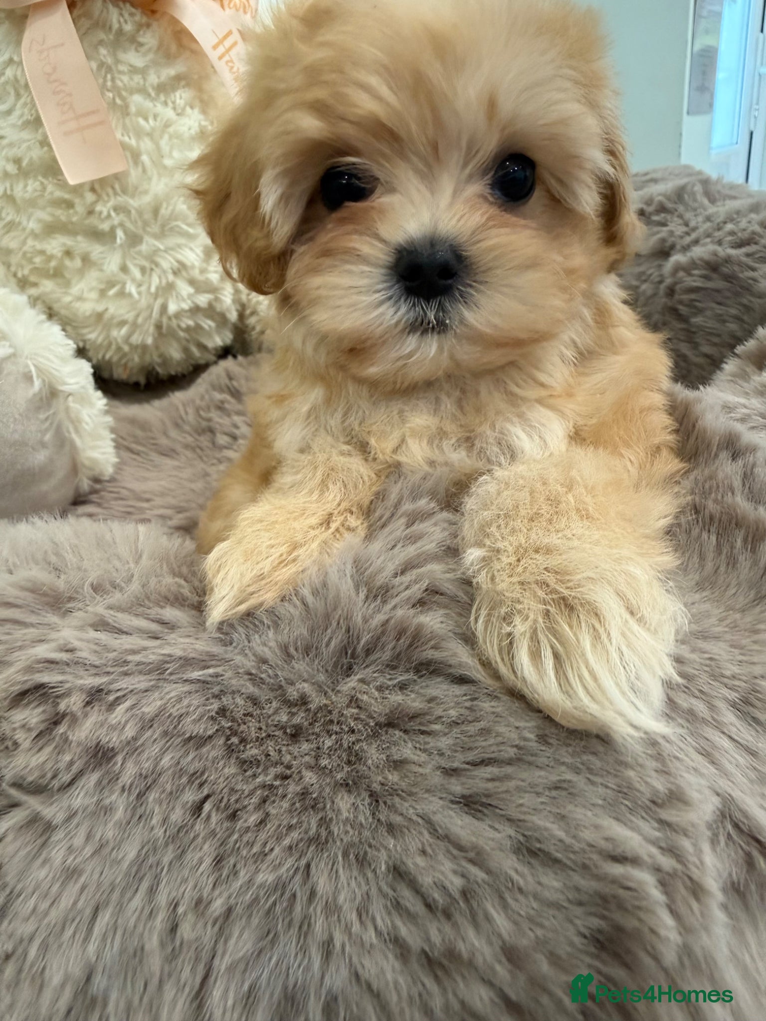 Maltipoo dogs for sale: 7 beautiful girls. F1. DNA clear & health tested.  - Advert 14
