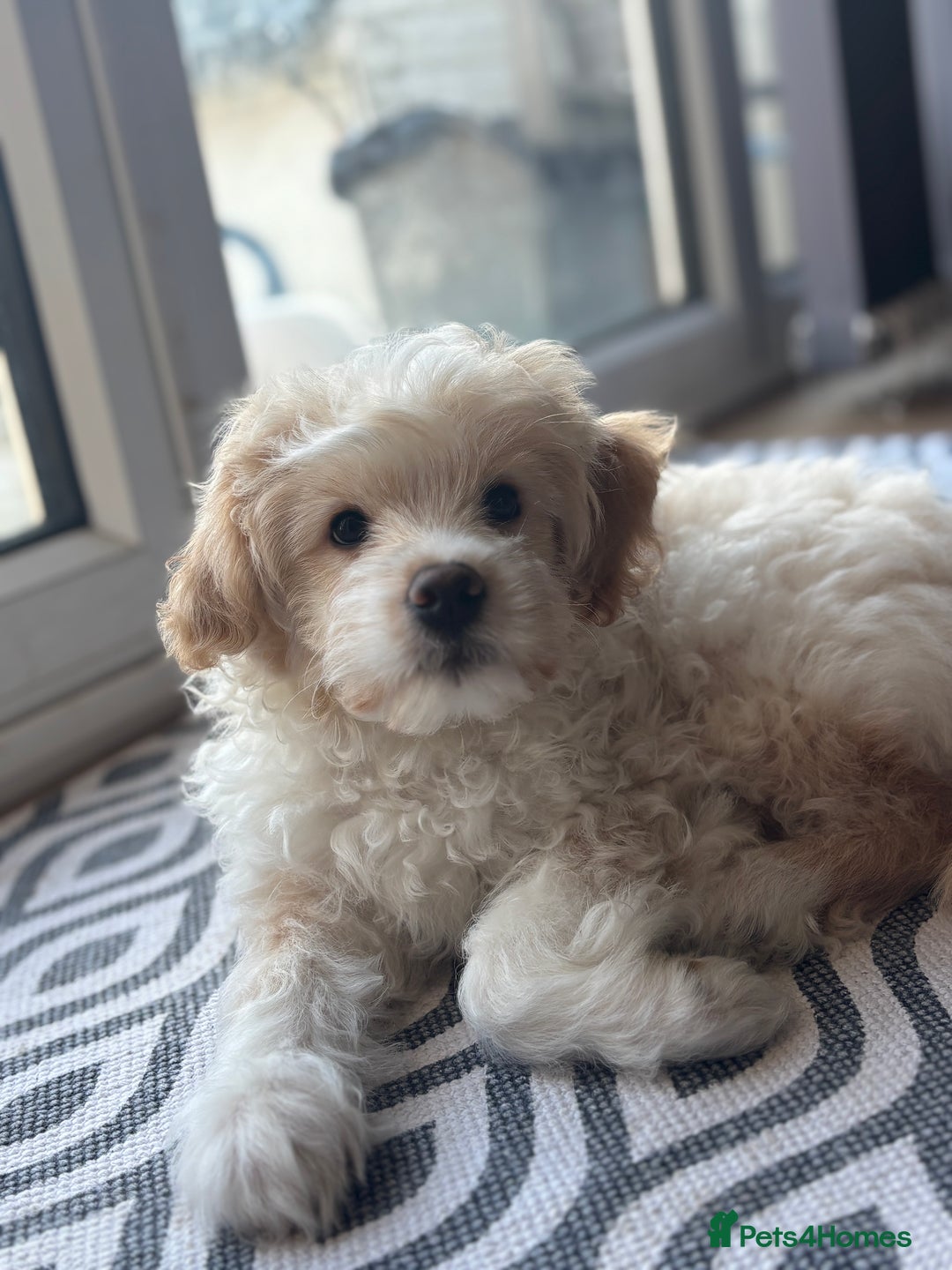 Mixed Breed dogs for sale: Peke-a-Chon puppies 🐶  - Advert 2