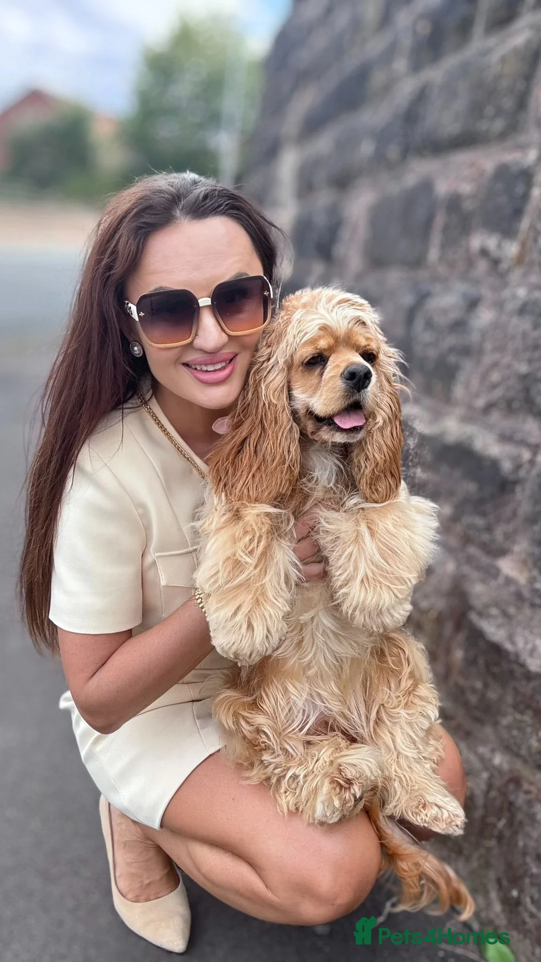 Cockapoo dogs for sale: American Cockapoo Puppies Expected - Advert 14