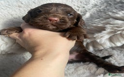 Sprocker dogs for sale: Sprocker puppies  - Advert 15