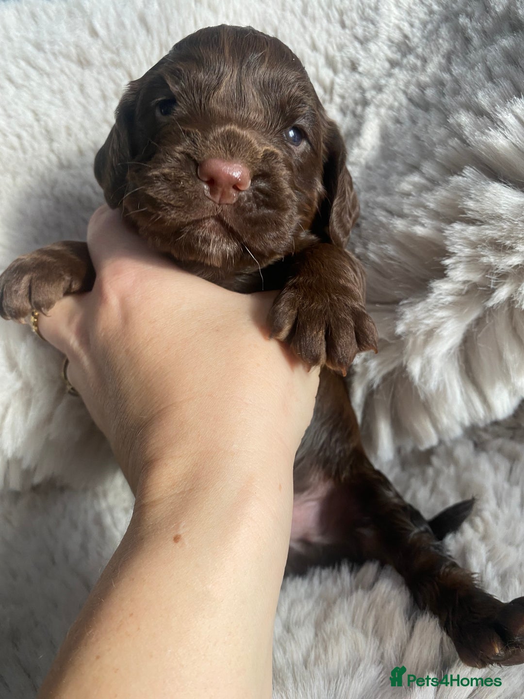 Sprocker dogs for sale: Sprocker puppies  - Advert 15