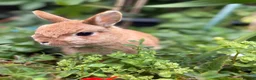 Netherland Dwarf rabbits for sale: Neverland Dwarf Bonded Pair - Advert 4