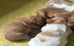 Cavalier King Charles Spaniel dogs for sale: Pugalier Pups ready for their new home!  - Image 28