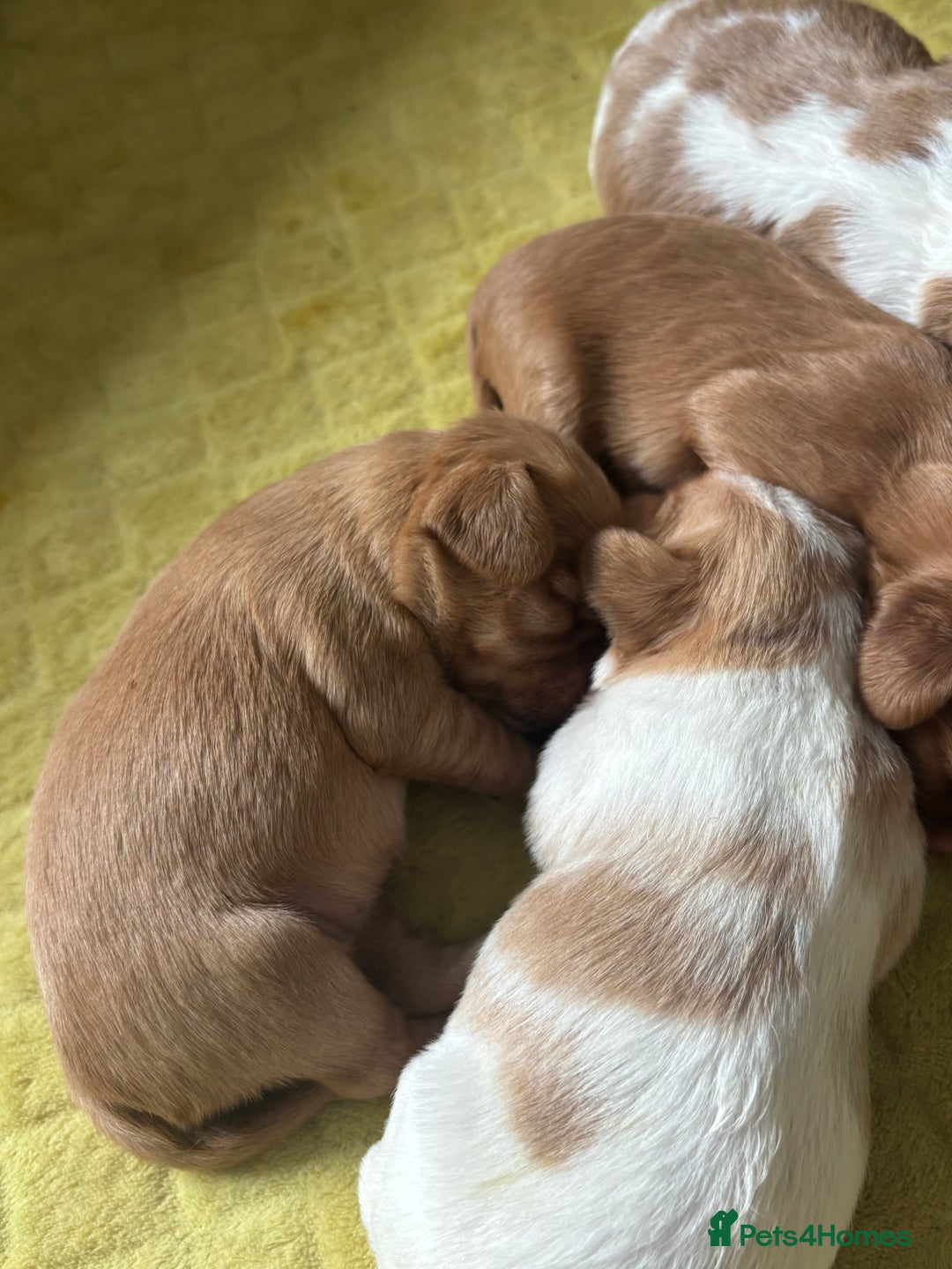 Cavalier King Charles Spaniel dogs for sale: Pugalier Pups ready for their new home!  - Image 28