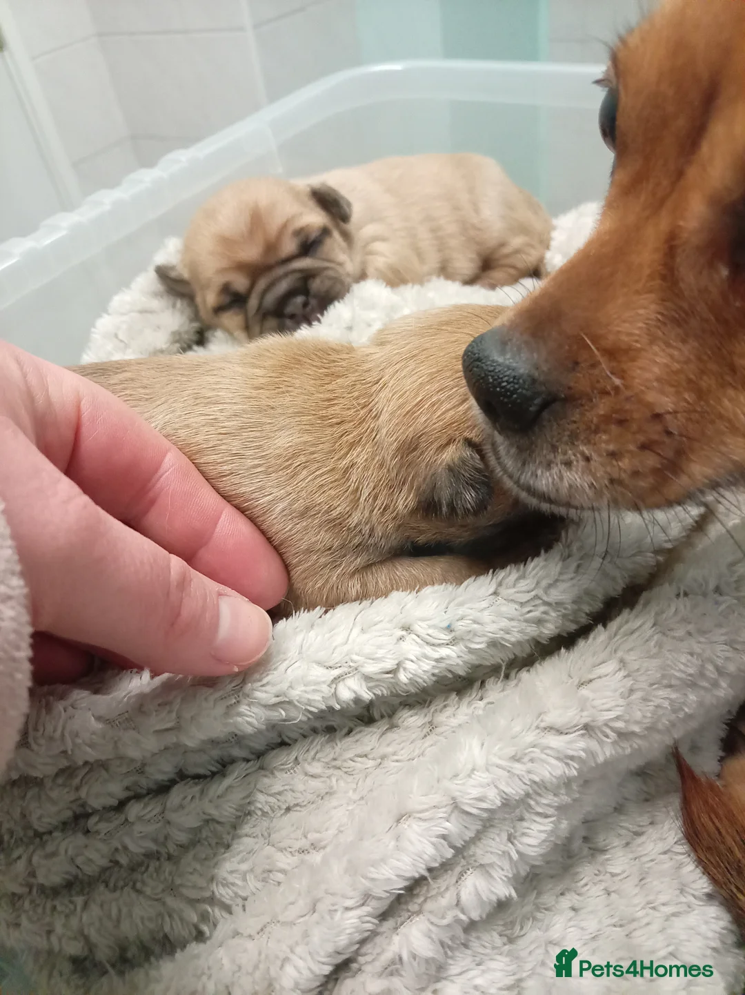 Jug dogs for sale: Jug puppies Jack Russell x pug puppies available - Advert 7