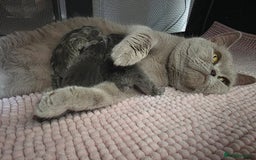 British Shorthair cats for sale: 3 British short hair / long hair kittens  - Image 39