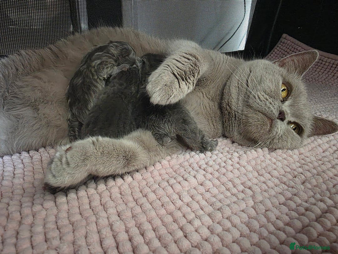 British Shorthair cats for sale: 3 British short hair / long hair kittens  - Image 39