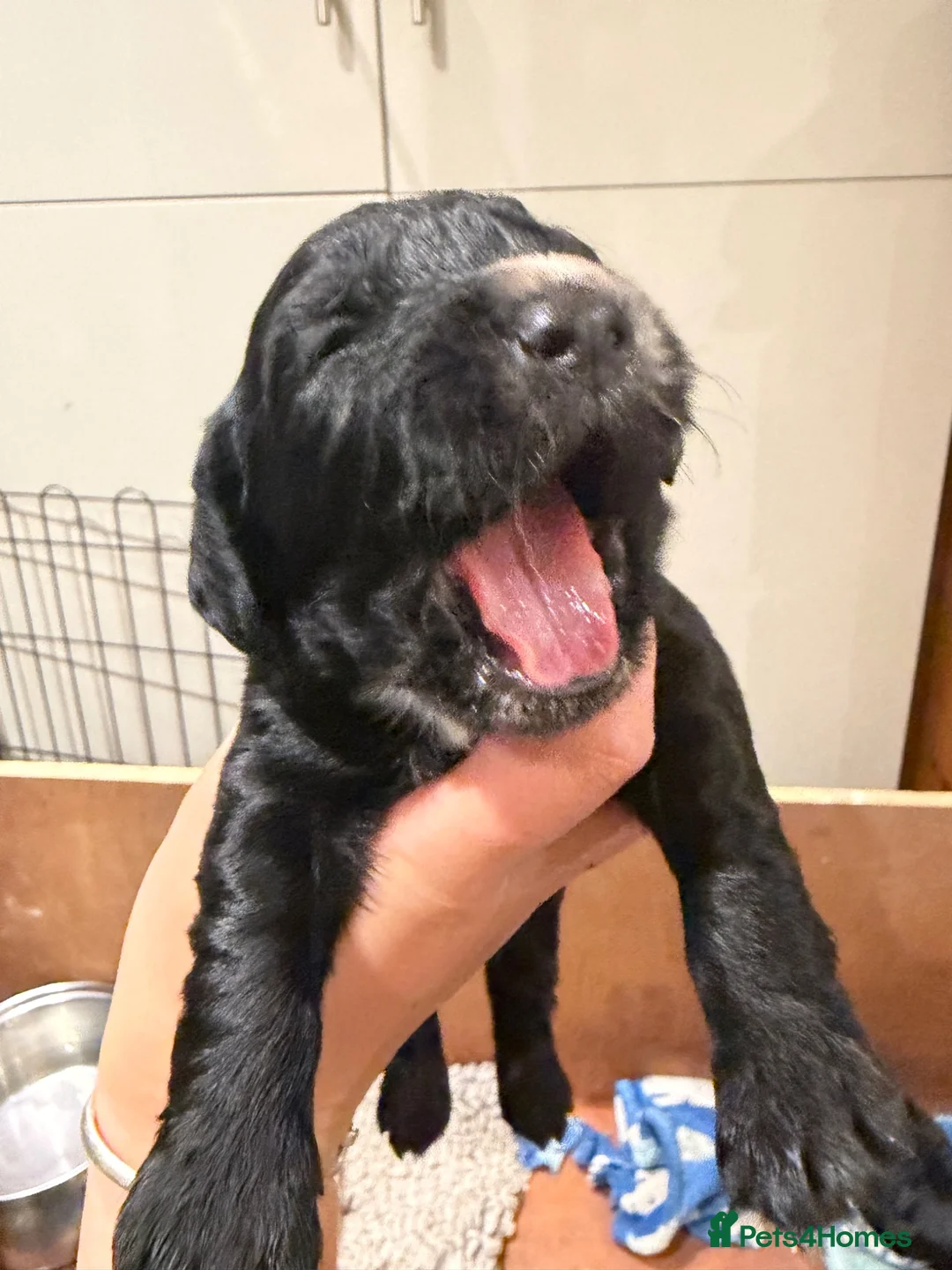 Sprocker dogs for sale: Beautiful Sprocker spaniels - 3/4 cocker  - Advert 12